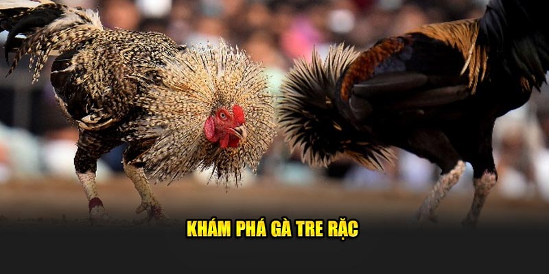 Khám phá gà tre rặc