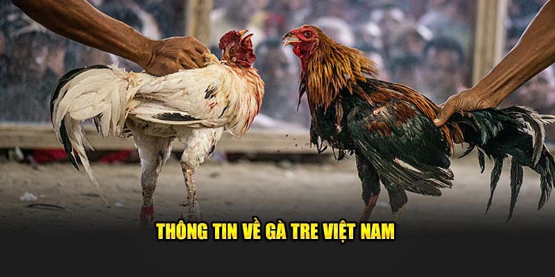 Thông tin về gà tre Việt Nam